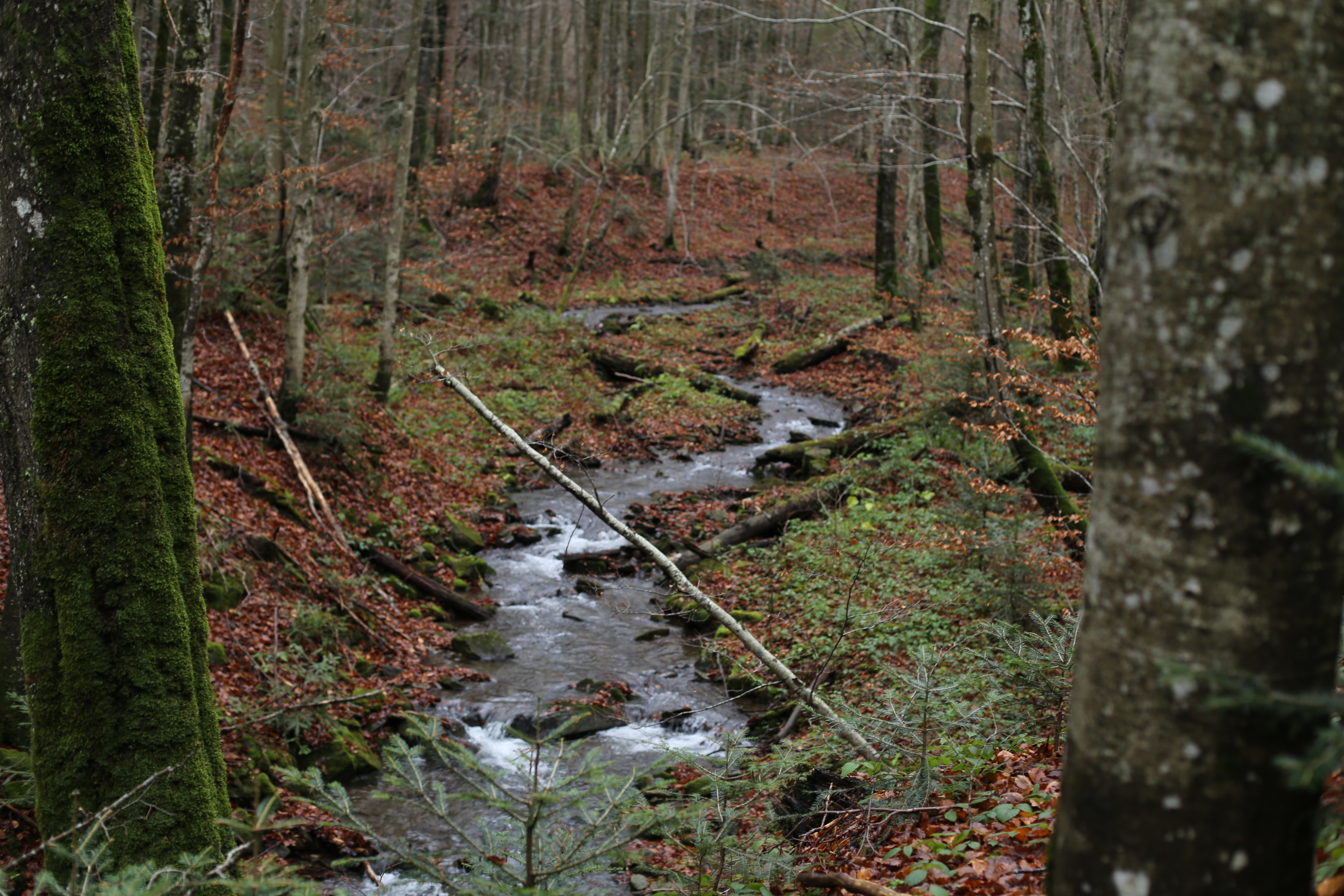 Dopływ Wetliny w pięknej jesiennej szacie.